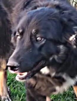 Vagabonda 💚💚💚 Ist ein liebes Wesen - Herxheim (Landau)