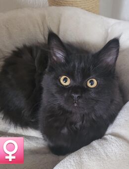Schwarze Schönheit Maine Coon Mix Nisha - Herne