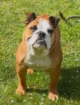 Englische Bulldogge Originalzucht - Essen