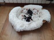 3 süße kleine Babykatzen/ Katzenbabys/ Kitten - Adlkofen