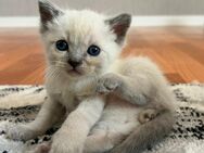 Süße Ragdoll Bkh mix kitten selten - Osnabrück