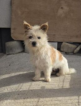 Imani, wir glauben an ein Happy End - Philippsburg