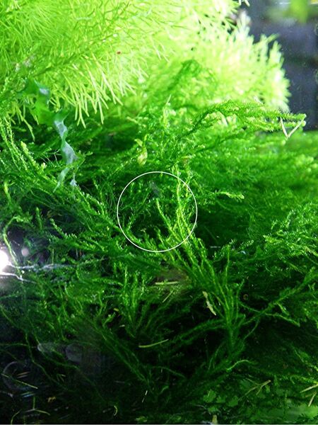 Flammenmoos, Aquariumpflanze, Versand/ Abholung - Mechernich