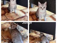 Bkh kitten lezter ab sofort - Oberndorf (Neckar)