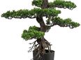 Kunstbonsai Bonsai Bonsai, Creativ green, Höhe 75 cm in 00000