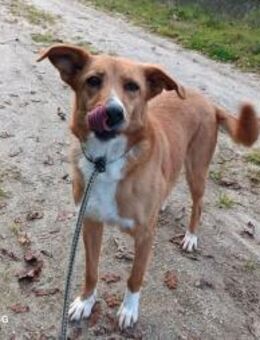 CELINA ❤️ sucht ein liebevolles Zuhause - Fahrenzhausen