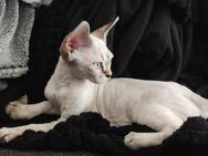 Devon Rex Kitten - Rheda-Wiedenbrück