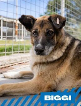 Biggi - Top Dog Senior - Berlin