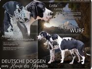 Deutsche doggen welpen - Hohenfelde (Landkreis Steinburg)