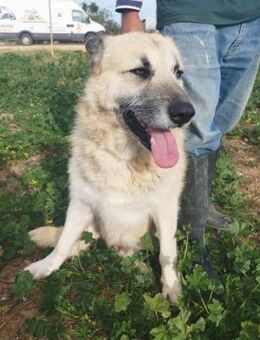 WILSON - ein etwas spezieller Fall...... - Kempen