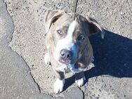 Bully mix - Banzkow