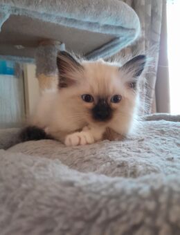 Kitten, Birma, Kater - München Schwanthalerhöhe