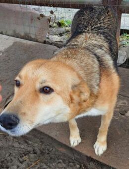 Bodo 53 cm - Alpenrod