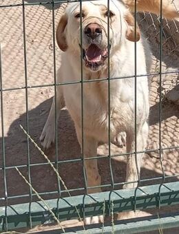 Sanftmütige Labradordame Pudra - Stuttgart