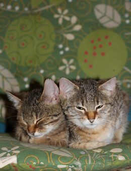 Katzen Mix - Ahorntal