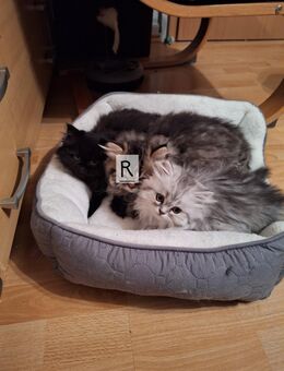 Perser kitten - Oberweser