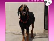 💜 BABKA 💜 - BEKOMME ICH EINE CHANCE? - Alfeld (Leine)