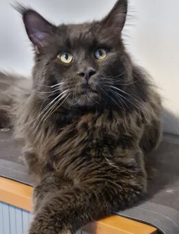 XXL Maine Coon Zuchtkater mit Stammbaum - Elsdorf (Nordrhein-Westfalen)