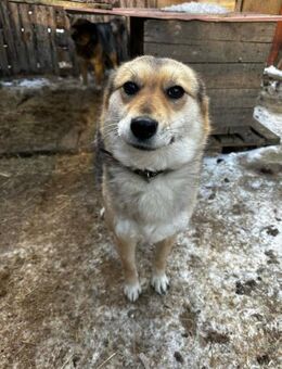 arme Krevetka benötigt Hilfe - Augsburg