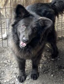 Mailo - Pflegestelle oder Zuhause gesuch - Oberwies