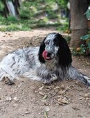 Englisch Setter Hündin 4Jahre in 24848