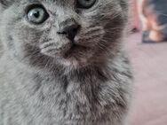 Reinrassige Bkh Kitten Abgabebereit - Bramsche Zentrum