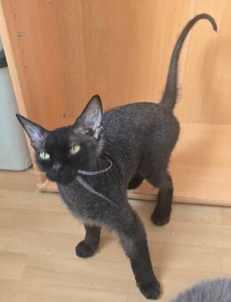 Cornish Rex Kater Ace - Berlin Marzahn-Hellersdorf