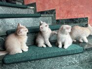 BKH Katzen Kitten Reinrassige Britisch Kurzhaar Katzenbabys Point - Nürnberg