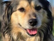 Micky sucht seine Menschen - Linden (Hessen)