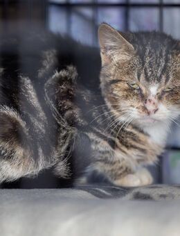 Loella - die Schnurr-Faucherin - Weeze