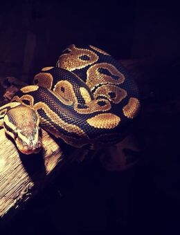 Königspython (Python regius) - Schwerin