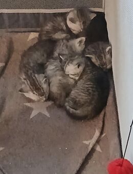 Britisch Kurzhaar Kätzchen Tabby Silver Point - Westerkappeln
