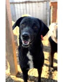 Santana - Pflegestelle oder Zuhause gesu - Oberwies