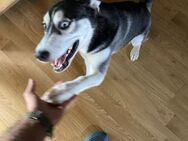 Alva sucht Huskyfans mit Erfahrung - Berlin