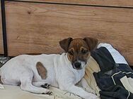 Jack Russel Welpen - Rotenburg (Wümme)