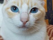 DUQUE Hübscher Kater sucht sein Glück - Bad Camberg