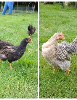 Bielefelder Kennhuhn Barnevelder je 1 Hahn - Eydelstedt