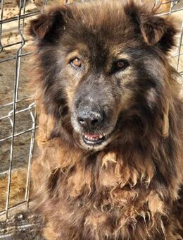 BAFFIE sucht erfahrene Hundemenschen - Neuberg