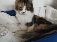 Maine Coon Kitten - Bismark (Altmark) Kläden