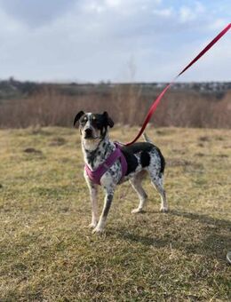Sophie möchte zu Euch nach Hause - Blankenheim (Nordrhein-Westfalen)