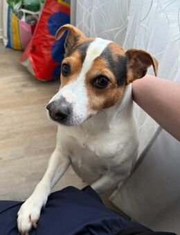 Jack Russell Terrier "Chicko" - Baunatal