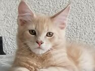 Maine Coon Kater 4 Monate - Berlin Spandau