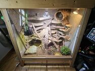 2 Zwerg Bartagamen mit Terrarium abzugeben - Naumburg (Saale)