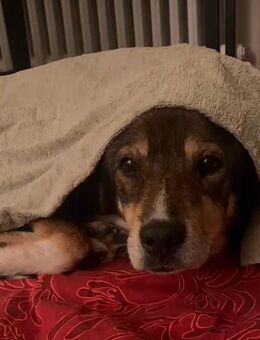 Merlin sucht gnadenplatz - Erkelenz