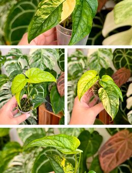 Monstera Siltepecana aurea variegata - Berlin