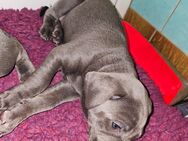 Sehr süße Weimaraner Labrador Welpen - Rahden