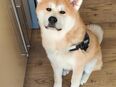 Akita Inu in 71665