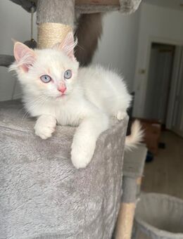 Ragdoll-Kater zu verkaufen - Wiesbaden Nordost