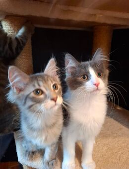 Maine Coon Kitten Mix m/w - Renchen