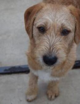 Felix am Auto festgebunden und gequält - Augsburg